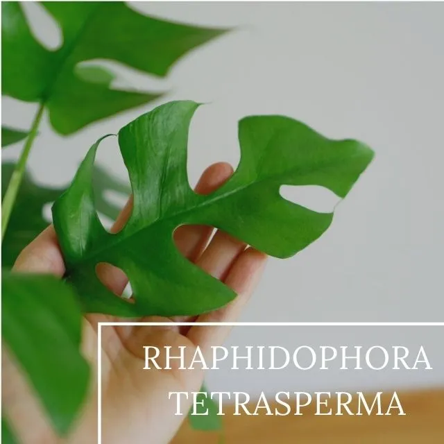Rhaphidophora Tetrasperma