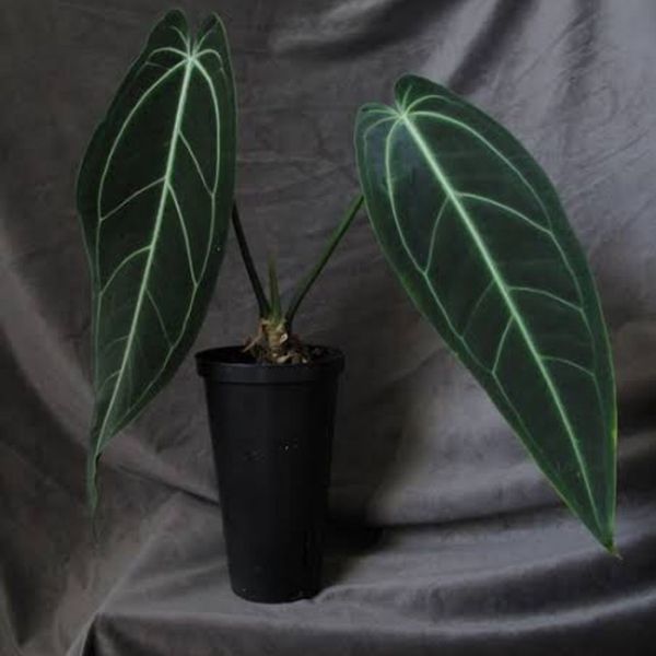 Anthurium Warocqueanum Plant Care