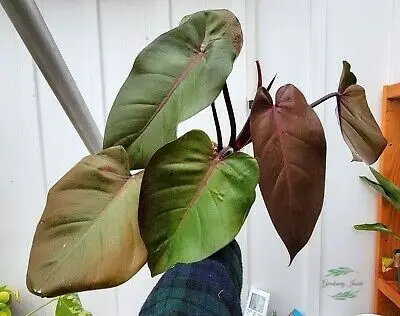 Bloody Mary Philodendron Plant