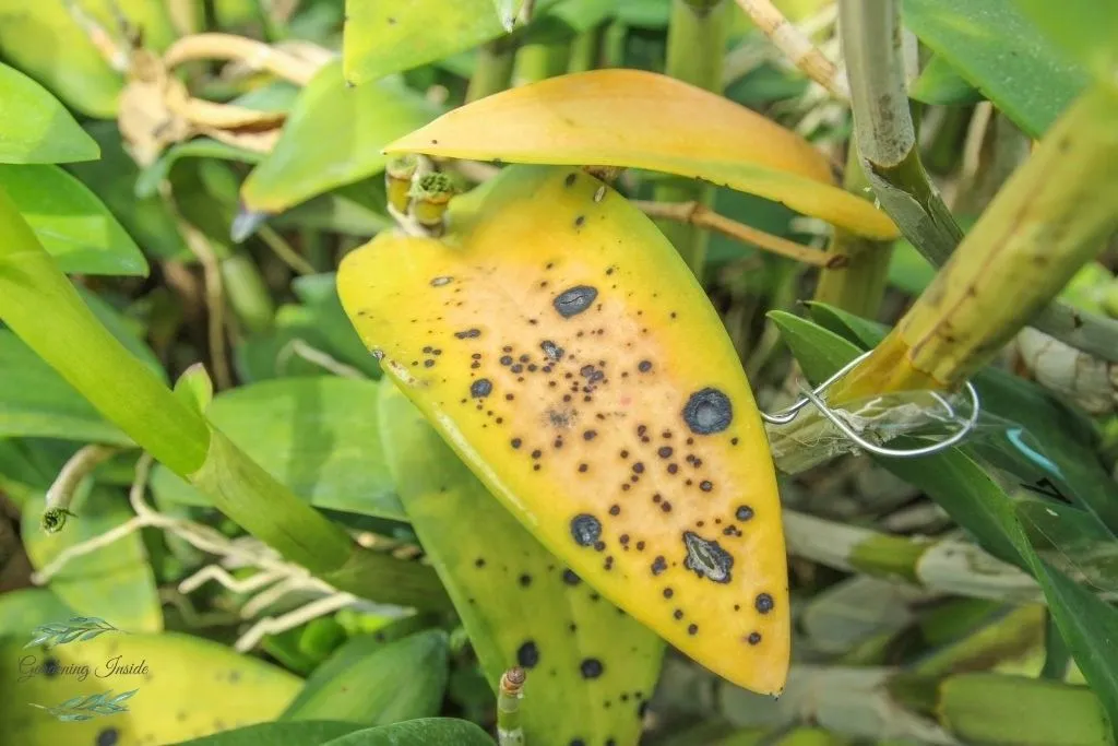 yellow leaves on orchids falling off