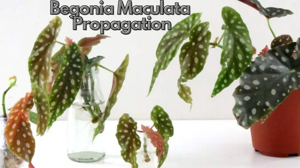 Begonia Maculata Propagation