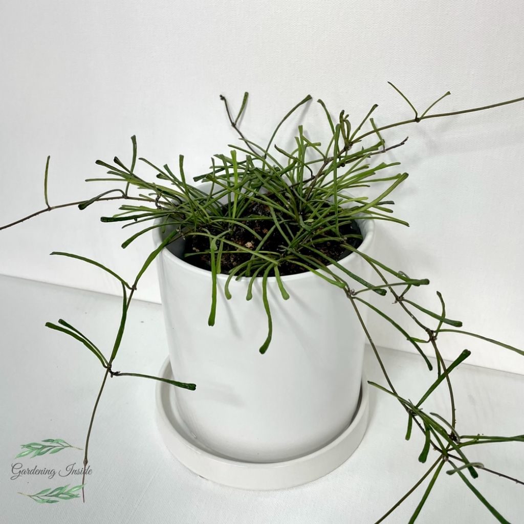 Hoya Retusa Plant care