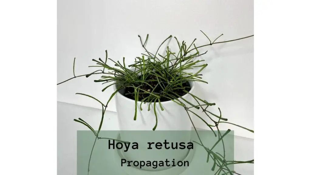 Hoya retusa Propagation