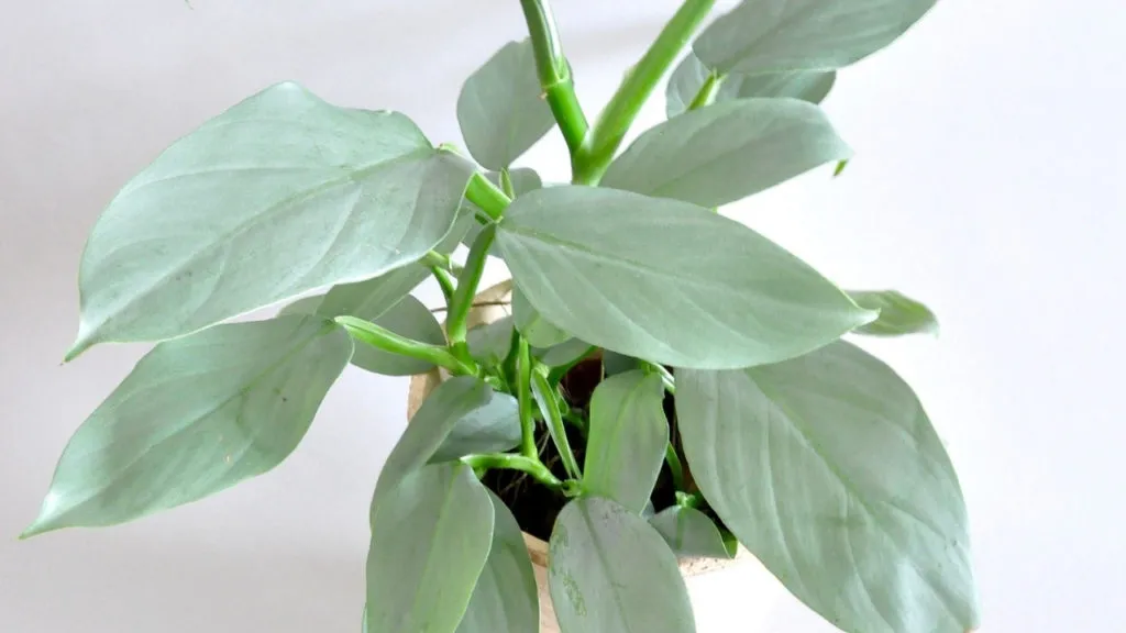 Philodendron Hastatum Care