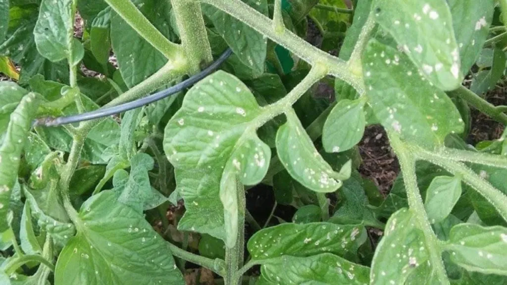 Cause of White Spots on Tomato Leaves