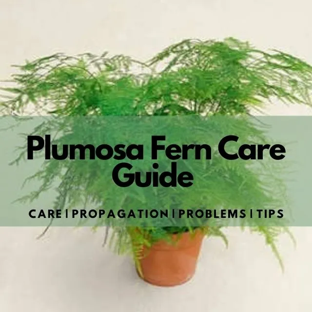 Plumosa Fern