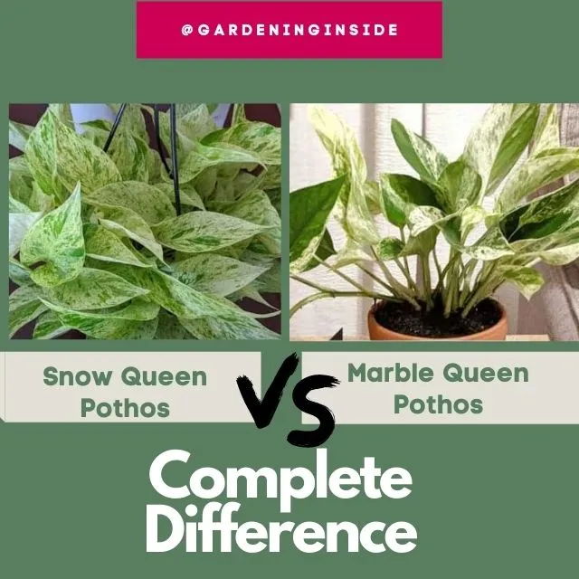 Snow Queen Pothos vs Marble Queen Pothos