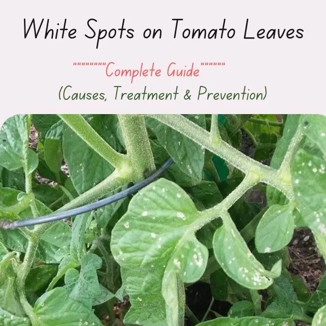 White Spots on Tomato Leaves