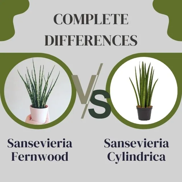 Sansevieria Fernwood vs Sansevieria Cylindrica