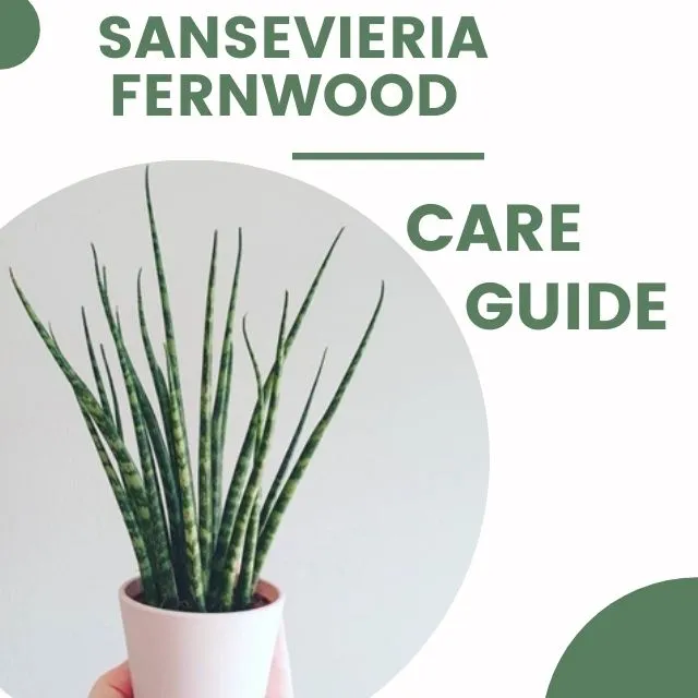 Sansevieria Fernwood