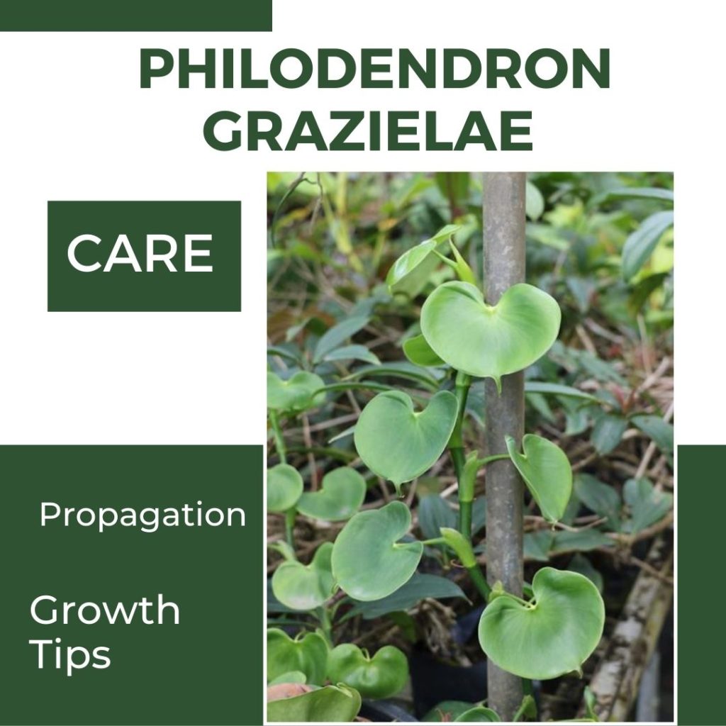 Philodendron Grazielae