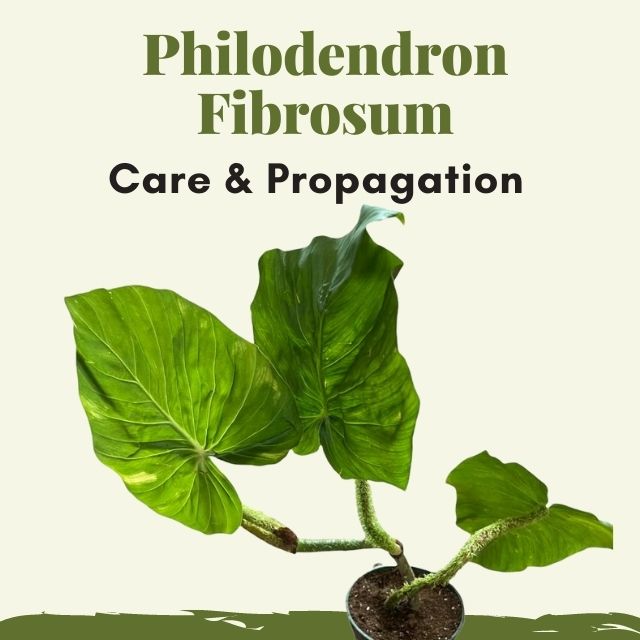 Philodendron Fibrosum