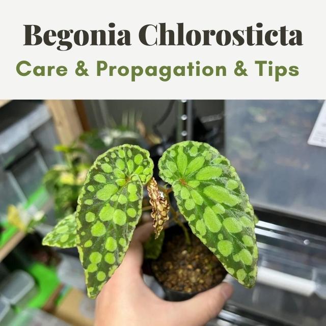 Begonia Chlorosticta