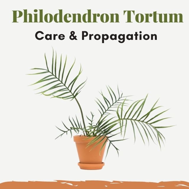 Philodendron Tortum