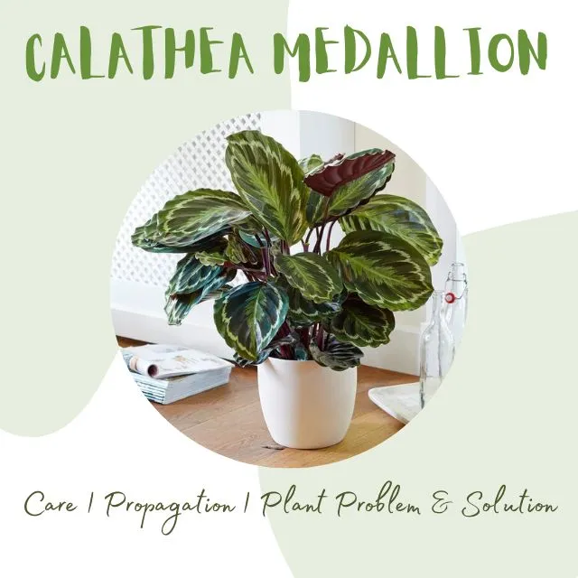 Calathea Medallion