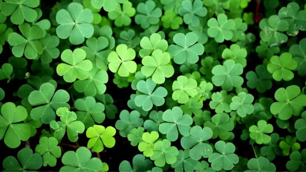 How to repot a Shamrock Plant