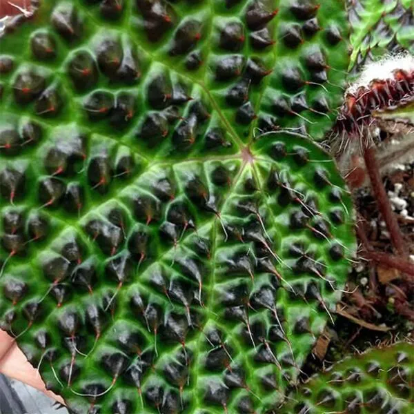 Begonia Melanobullata Tips