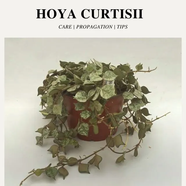 Hoya Curtisii