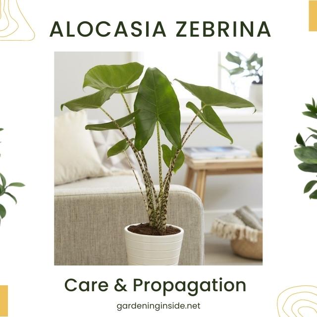 Alocasia Zebrina