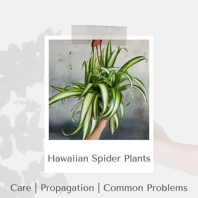 Hawaiian Spider Plants