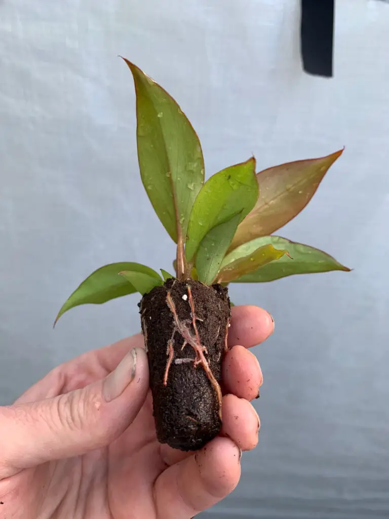 Philodendron McColley propagation