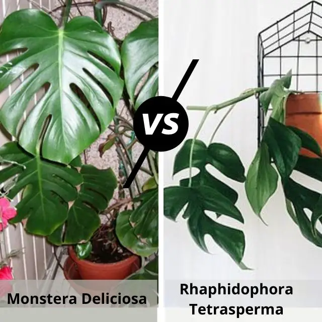 Rhaphidophora Tetrasperma vs Monstera Deliciosa