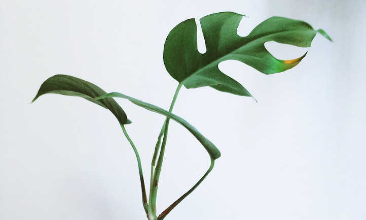 rhaphidophora tetrasperma plant
