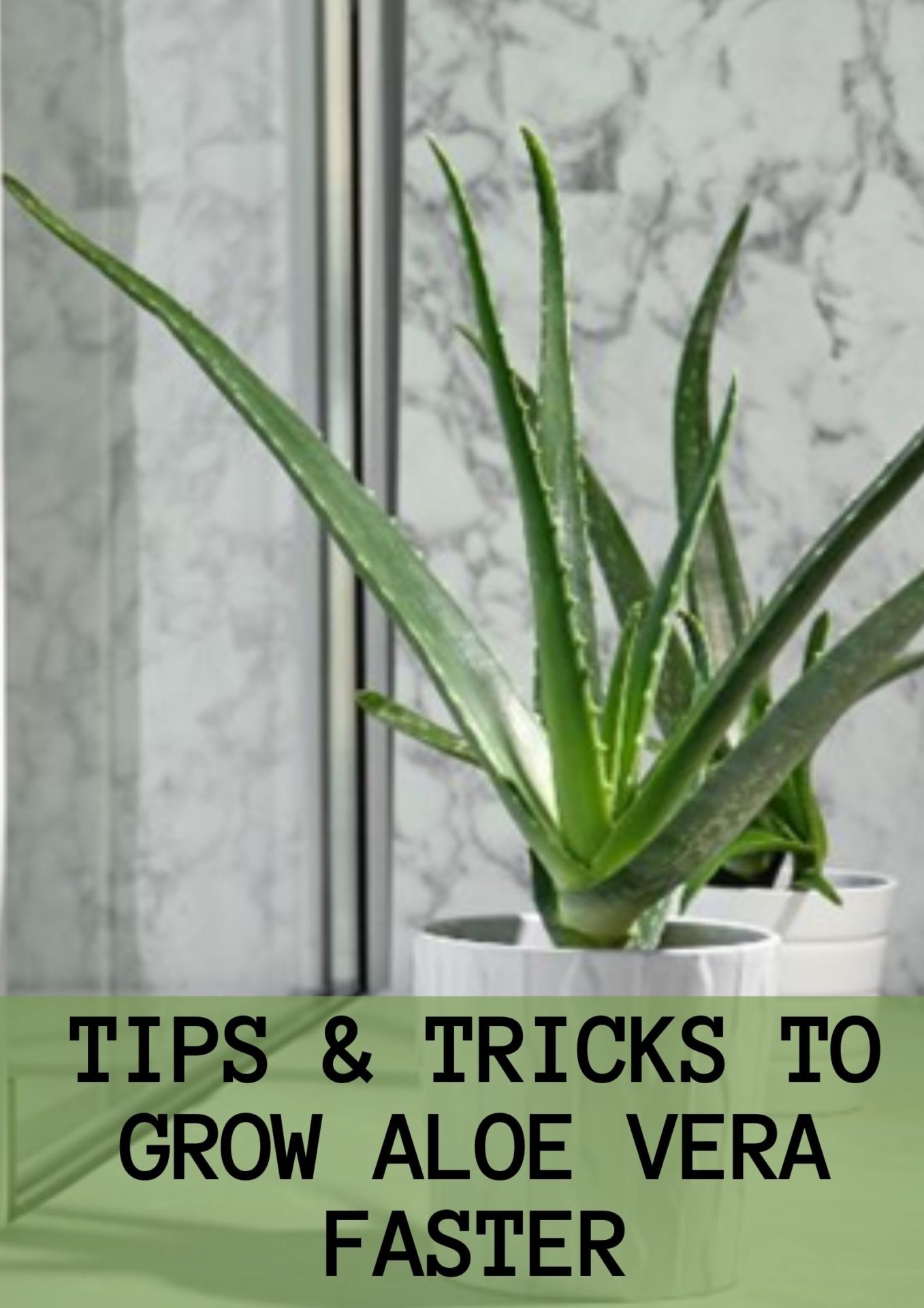 Gallery How Fast Does Aloe Vera Grow Tricks & Tips to Grow Aloe Vera Faster is free HD wallpaper.