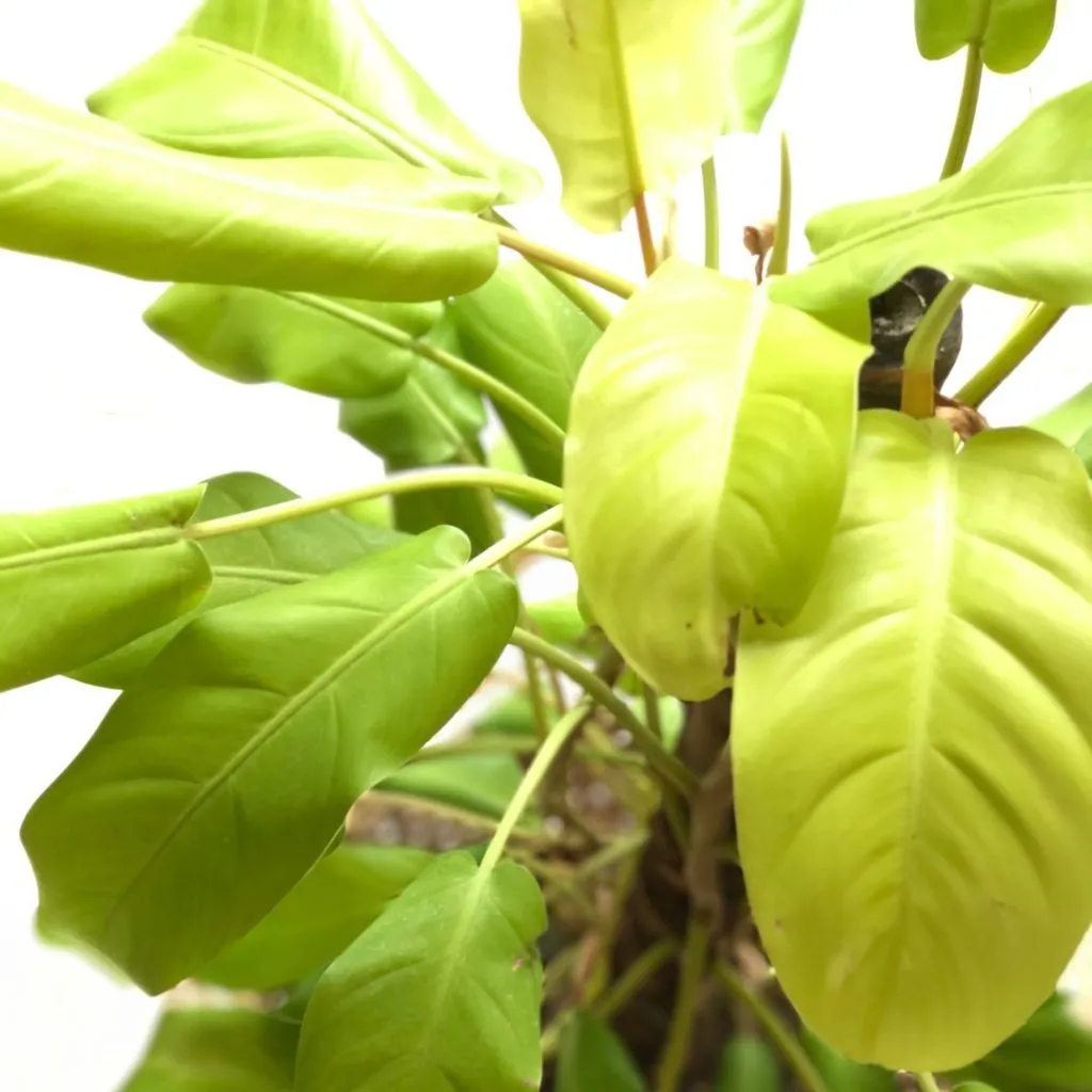 Lemon Lime Philodendron Plant