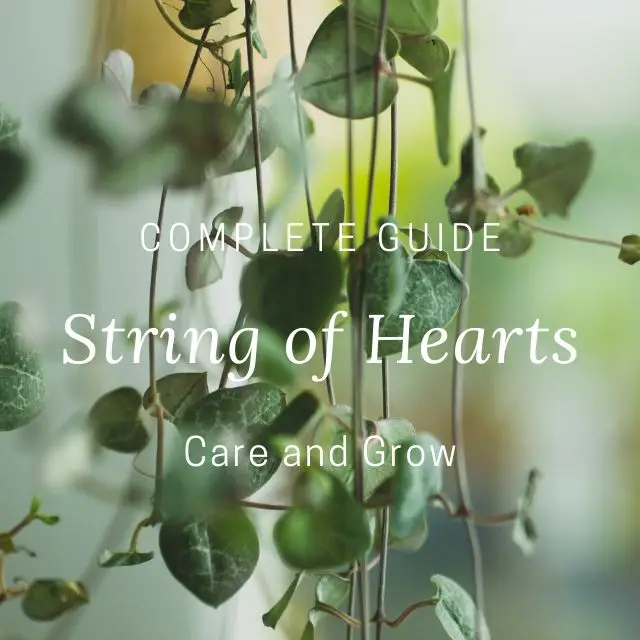 String of Hearts Plant