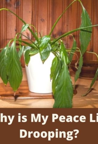 Why is My Peace Lily Drooping