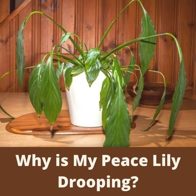 Why Is My Peace Lily Drooping? And How To Fix It