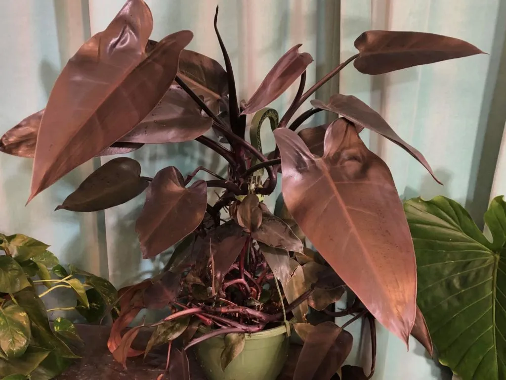bloody mary philodendron rare