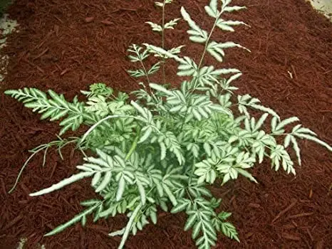 silver lace fern care