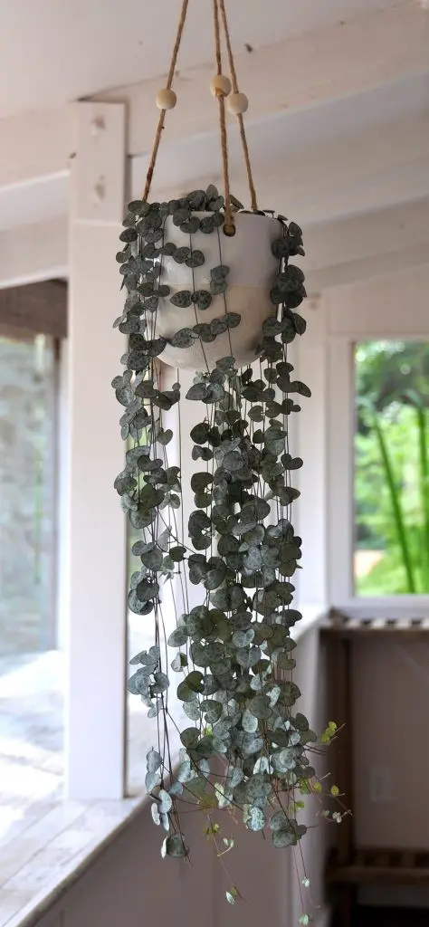 the string of heart plant