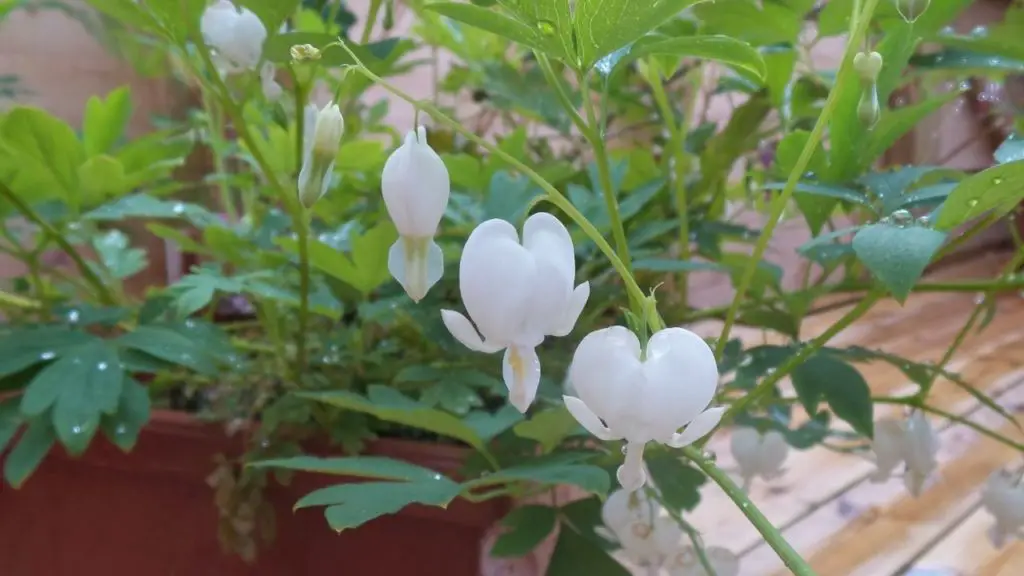 variegated string of hearts care