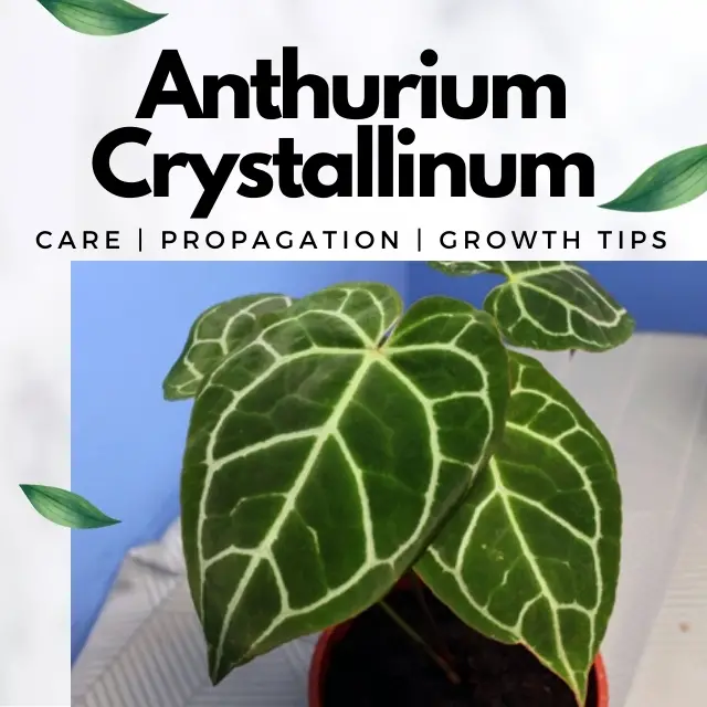 Complete Anthurium Crystallinum Care & Propagation with Growth Tips