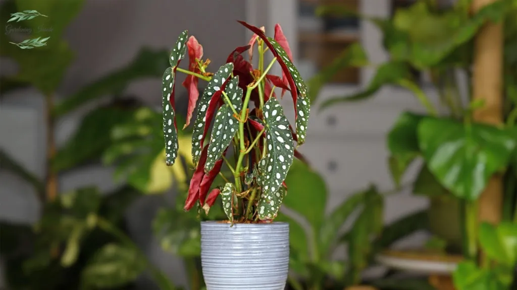 Begonia Maculata Plant 