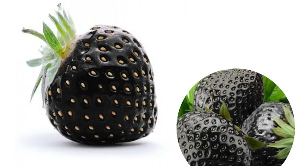 Do Black Strawberries Exist? (All You Need to Know)