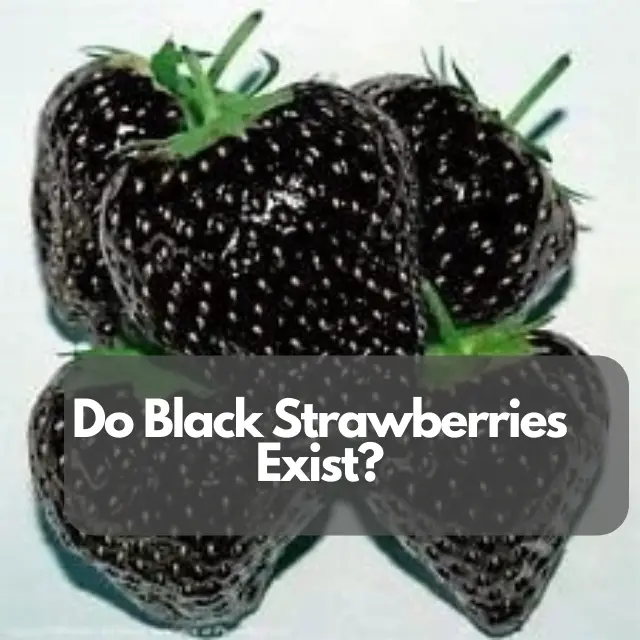 Do Black Strawberries Exist