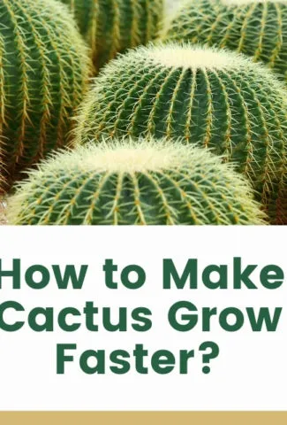 How to Make Cactus Grow Faster
