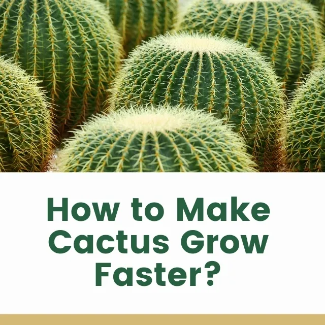 How to Make Cactus Grow Faster? Care & Growth