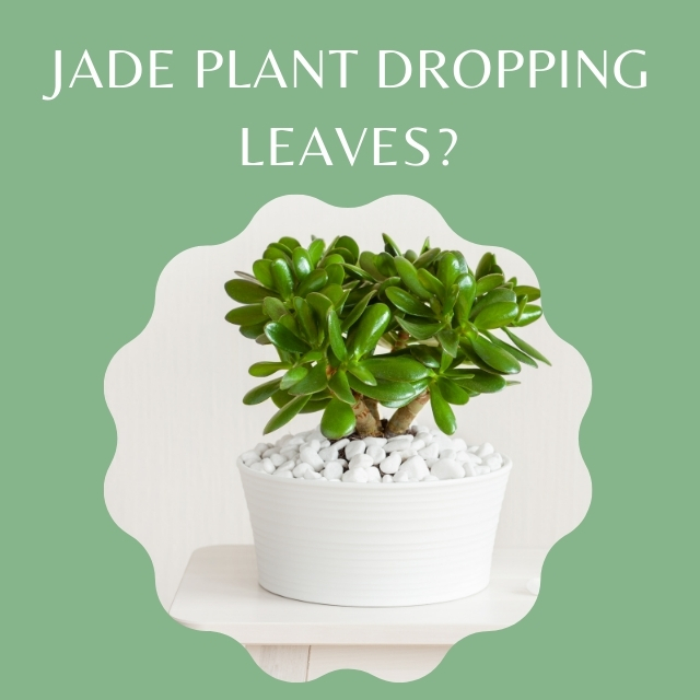 Jade Plant Dropping Leaves