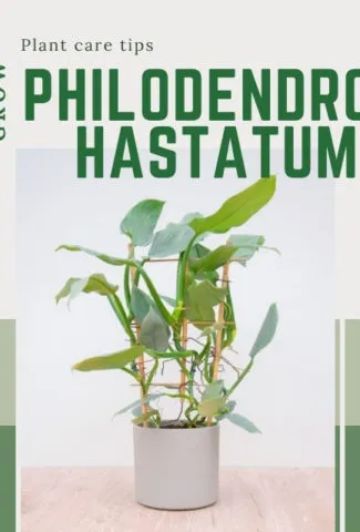 Philodendron Hastatum