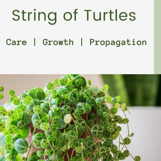 String of Turtles Care & Propagation - All in one Guide