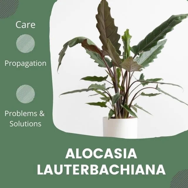 Alocasia Lauterbachiana