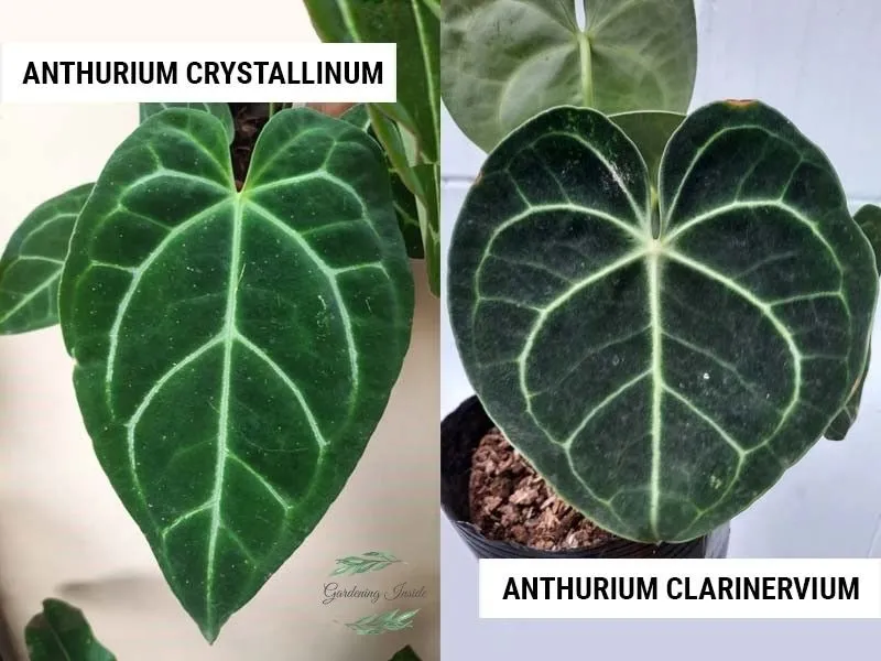 Anthurium Crystallinum vs Anthurium Clarinervium