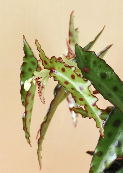 Begonia Amphioxus care