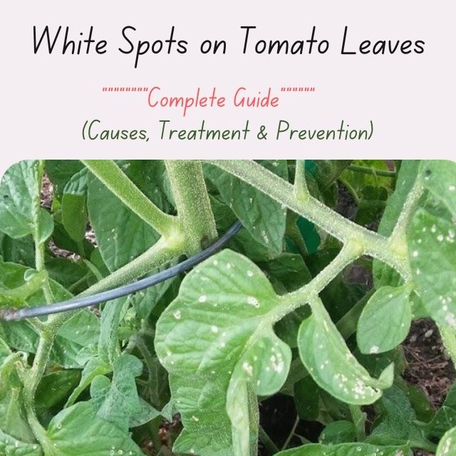 causes white spots in tomatoes