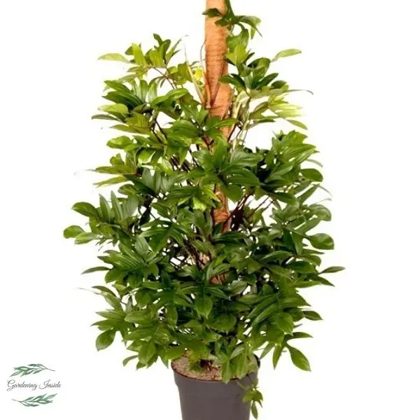 Philodendron Pedatum Care